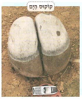 (בספר איור של:)